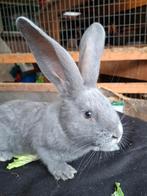 Duitse reuzen, Dieren en Toebehoren, Konijnen, Meerdere dieren, Groot