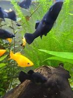 Vissen, Dieren en Toebehoren, Vissen | Aquariumvissen, Vis, Zoetwatervis