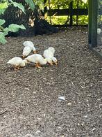 Jonge kwakers., Dieren en Toebehoren, Pluimvee, Geslacht onbekend, Eend