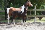 Bruin bont h veulen Miami turfhorst x ster sport Zizi Top, Dieren en Toebehoren, Paarden, Dressuurpaard, 0 tot 2 jaar, Hengst