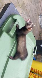 Trio fretten, Augustus, Fret, Meerdere dieren, Tam