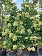 Hortensia, Ophalen, Overige soorten, Volle zon, In pot