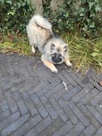 Keeshond, Dieren en Toebehoren, Keeshond, 15 weken tot 1 jaar, Teef, Eén hond