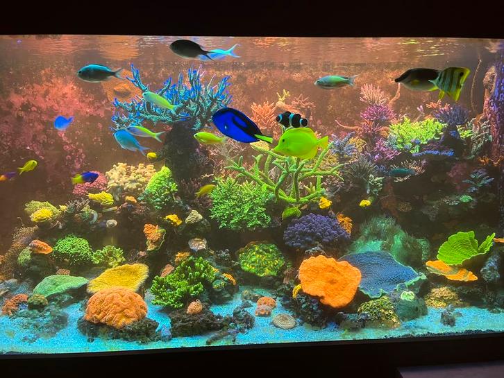 Levend steen uit super goed draaiend systeem van 3500 liter, Dieren en Toebehoren, Vissen | Aquariumvissen, Overige typen