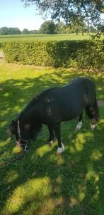 Shetlander pony te koop, Dieren en Toebehoren, Pony's, Merrie, Niet van toepassing, Gechipt, 7 tot 10 jaar