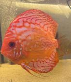 Grote red dragon discus 15cm+