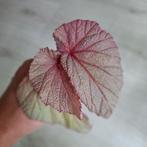 Begonia Sinbad gewortelde stek, Overige soorten, In pot, Minder dan 100 cm, Groene kamerplant