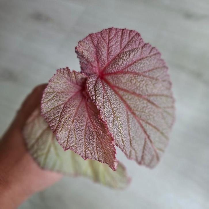 Begonia Sinbad gewortelde stek, Huis en Inrichting, Kamerplanten, Overige soorten, Minder dan 100 cm, Groene kamerplant, Halfschaduw