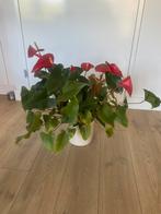 Anthurium rood/flamingo plant incl. pot, Huis en Inrichting, Kamerplanten, Ophalen, Overige soorten, Minder dan 100 cm