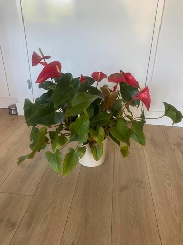 Anthurium rood/flamingo plant incl. pot beschikbaar voor biedingen