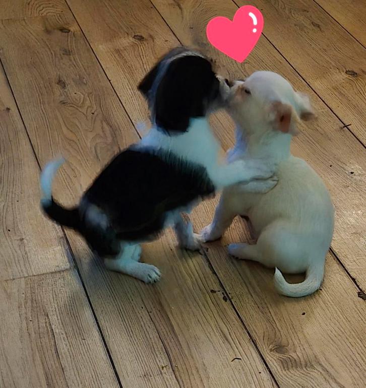 Boomchi pups️, Dieren en Toebehoren, Honden | Niet-rashonden, Klein, Reu, Particulier, Meerdere, Nederland, 8 tot 15 weken, CDV (hondenziekte)