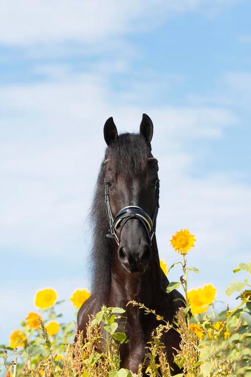 12 jarige Friese Z2 geklasseerde sport ruin, Dieren en Toebehoren, Paarden, Ruin, 0 tot 2 jaar