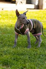 Xoloitzcuintle (Mexicaanse Naakthond), Dieren en Toebehoren, Fokker | Hobbymatig, Rabiës (hondsdolheid), Overige rassen, 8 tot 15 weken