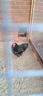 Zwartwit geparelde wyandotte haan, Dieren en Toebehoren, Pluimvee, Mannelijk, Kip