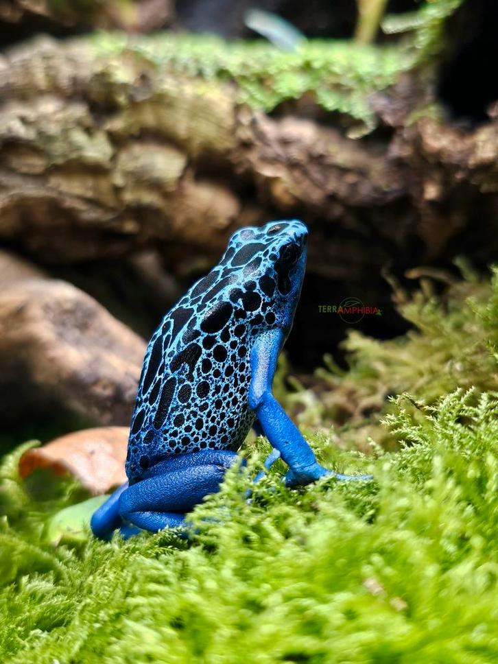 Dendrobates tinctorius soorten beschikbaar