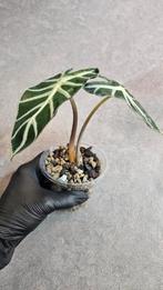 Alocasia Balloon Heart, Ophalen of Verzenden, Halfschaduw, Minder dan 100 cm