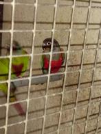 Pyrrhura perlata pop 2024, Dieren en Toebehoren, Vogels | Parkieten en Papegaaien, Vrouwelijk, Parkiet, Geringd