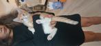 rode kitten van 13 weken, Dieren en Toebehoren, Dierenvoeding, Ophalen of Verzenden, Kat