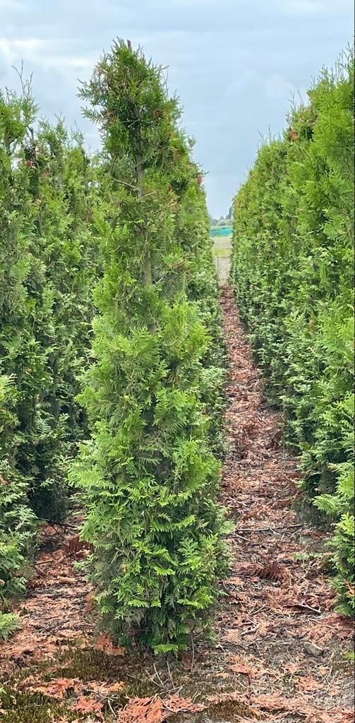 Haagconiferen Thuja Brabant 2m, Tuin en Terras, Planten | Struiken en Hagen, Conifeer, 100 tot 250 cm, Ophalen
