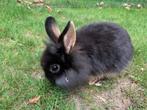 Jonge konijntjes, Dieren en Toebehoren, Konijnen, Meerdere dieren, Middelgroot, 0 tot 2 jaar