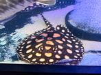 Potamotrygon Black Diamond Leopoldi vrouw, Dieren en Toebehoren, Vissen | Aquariumvissen, Vis