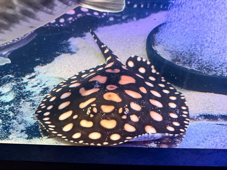 Potamotrygon Black Diamond Leopoldi vrouw, Dieren en Toebehoren, Vissen | Aquariumvissen, Vis