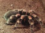 Brachypelma hamorii male voor kweek., Dieren en Toebehoren, Insecten en Spinnen, Spin of Schorpioen