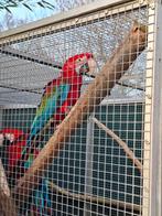 jonge groenvleugel ara  (Ara chloropterus) male, Mannelijk, Papegaai, Geringd
