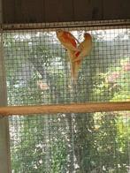 Roodruggen, Dieren en Toebehoren, Vogels | Parkieten en Papegaaien, Meerdere dieren, Parkiet