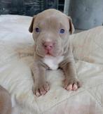 Jo x pocket bully, Dieren en Toebehoren, Rabiës (hondsdolheid), Reu, 8 tot 15 weken, Bulldog