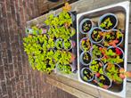 Aarbeien plantjes, Ophalen, Volle zon