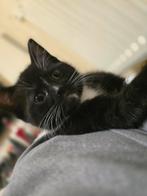 Halve Britse kittens half Tuxedo zwart-wit