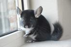 chinchilla jonge bokjes, Dieren en Toebehoren, Augustus, Mannelijk, Chinchilla