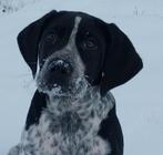 Prachtige lieve duitse staande pup, Duitse Staande hond, Reu, CDV (hondenziekte), 8 tot 15 weken