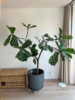 Tabaksplant Ficus 120-150cm in grijze pot, Ophalen, Ficus, 100 tot 150 cm, Halfschaduw