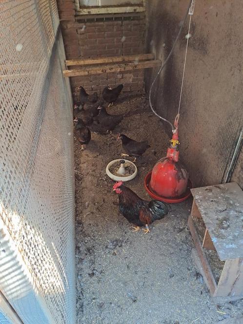 Broedeieren  ras kippen en kriel te koop, Dieren en Toebehoren, Pluimvee, Kip, Geslacht onbekend