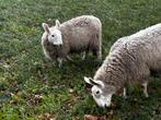 Border Leicester schapen. 1 ooi. 1 ram, Dieren en Toebehoren, Meerdere dieren, Schaap