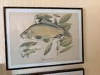 Vintage Vis Prenten - Set van 4, Ophalen