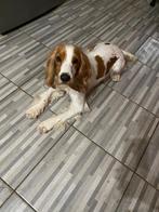 Cora, Dieren en Toebehoren, Particulier, Rabiës (hondsdolheid), 1 tot 2 jaar, Buitenland