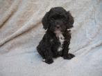 mini labradoodle, Rabiës (hondsdolheid), Overige rassen, 8 tot 15 weken, Meerdere