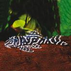 kleurige discus, bij G&D Aquaria de mooiste discusvissen, Vis, Zoetwatervis