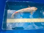 Diverse mooie koi uitzoeken 50 euro per koi, Dieren en Toebehoren, Vissen | Vijvervissen, Karper of Koi