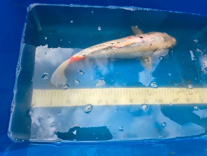 Diverse mooie koi uitzoeken 50 euro per koi, Dieren en Toebehoren, Vissen | Vijvervissen, Karper of Koi