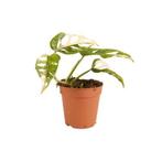 Zeldzame Monstera Adansonii Variegata - Monkey Mask, Huis en Inrichting, Kamerplanten, Overige soorten, In pot, Minder dan 100 cm