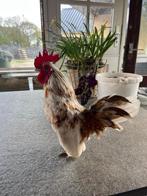 Serama haantje, Dieren en Toebehoren, Mannelijk, Kip
