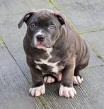 American Bully XL pup met ABKC stamboom MAG VERHUIZEN!, Parvo, Overige rassen, 8 tot 15 weken, Meerdere