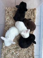 3 nestjes raszuivere minilopjes, Dieren en Toebehoren, Konijnen, Meerdere dieren, Dwerg, Hangoor, 0 tot 2 jaar
