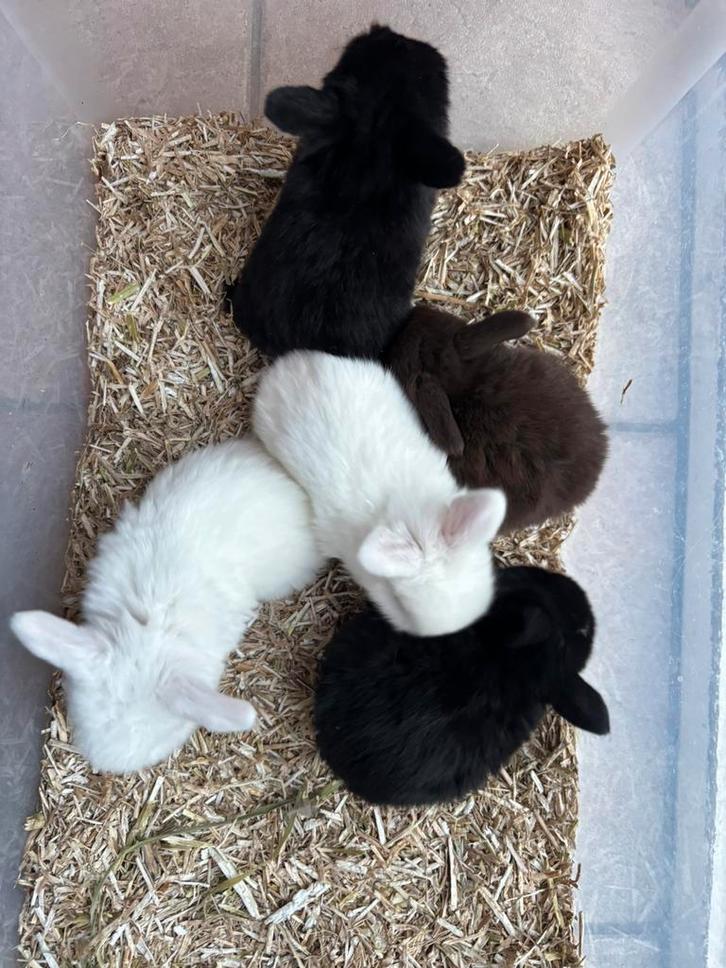 3 nestjes raszuivere minilopjes, Dieren en Toebehoren, Konijnen, Dwerg, Meerdere dieren, 0 tot 2 jaar, Hangoor
