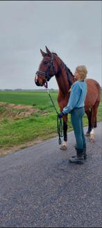 Verzorg pony's/paarden gezocht!, Ophalen of Verzenden, Nieuw