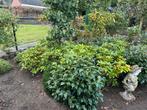Tuinplanten zie omschrijving, Ophalen, Hortensia, Minder dan 100 cm